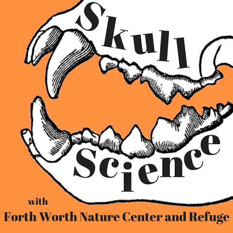 Skull Science – Family Science Day at WPL